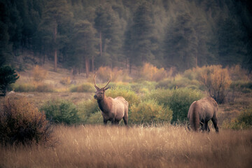 Male bull elk grazing at Moraine Park in Rocky Mountain National Park at dusk