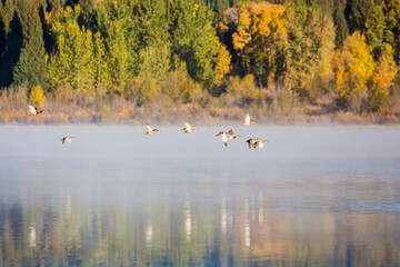 Ducks flying over Two Oceans Lake in the morning in Grand Teton National Park (Wyoming)