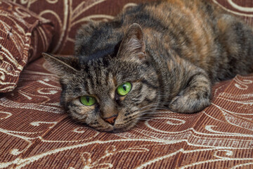 Fototapeta na wymiar cat with green eyes on the bed