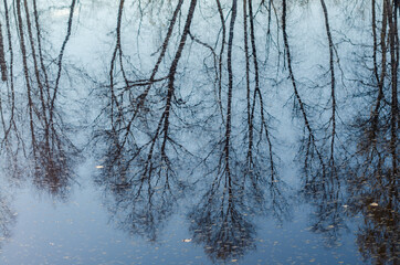 reflection of trees on the water surface