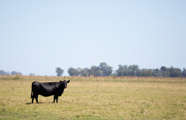 angus en el campo