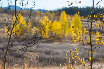 Landscape view of the fall colors in Grand Teton National Park (Wyoming).