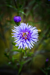 Obraz premium Blue aster flower blooming in the garden. Selective focus. Shallow depth of field.