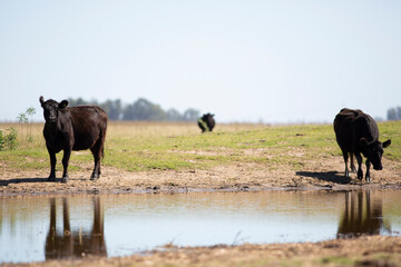 angus en el campo