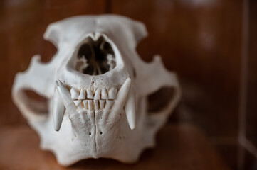 frontal view of a bear skull with subjective focus on the canine teeth