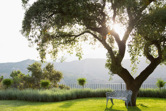 Bench under tree in sunny garden with mountain view