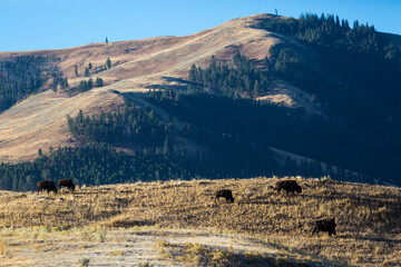 A herd of bison on the side of a hill in Yellowstone National Park (Wyoming).