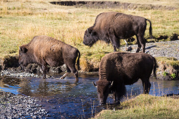 A herd of bison in Yellowstone National Park's Lamar Valley amidst the fall colors (Wyoming).