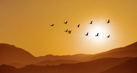 Flying flock of Waterfowl at sunrise panoramic view