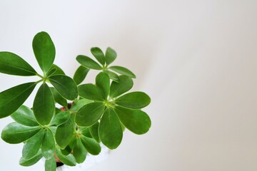 カポック　観葉植物　癒し　屋内