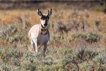 Wild pronghorn grazing in Yellowstone National Park in Wyoming.