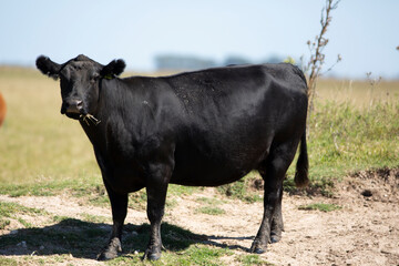 angus en el campo