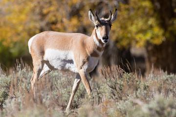 Wild pronghorn grazing in Yellowstone National Park in Wyoming.
