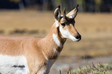 Wild pronghorn grazing in Yellowstone National Park in Wyoming.