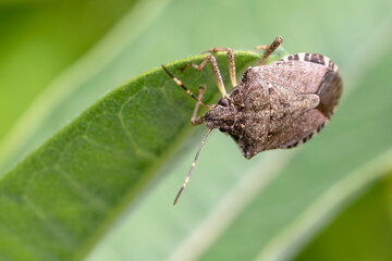 Macro of a Brown Stink Bug on a Green Leaf