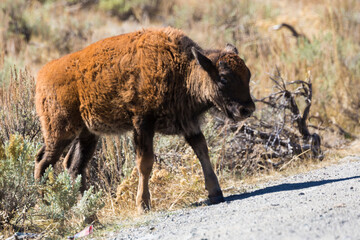 Fototapeta premium An up-close shot of a wild bison calf along the side of the road in Yellowstone National Park's Lamar Valley.