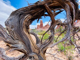 tree in the desert