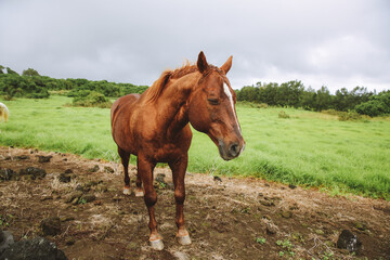 Horse in the pasture, South Point , Hawaii