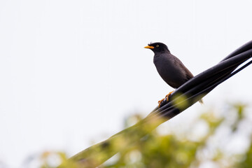 closeup shot of a common myna