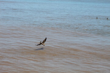the bird flying over water in the sea