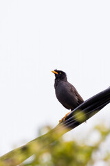 closeup shot of a common myna