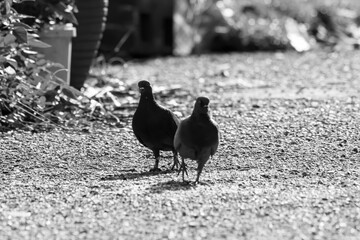 closeup shot of a common pigeon