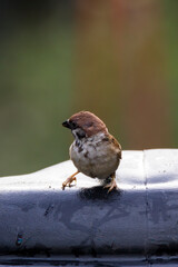 closeup shot of a common house sparow