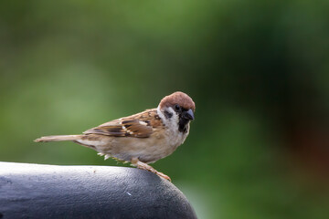 closeup shot of a common house sparow
