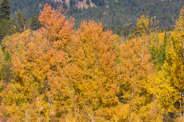 Landscape view of the fall colors in Grand Teton National Park (Wyoming).
