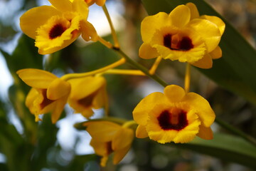 Obraz premium Orquídea