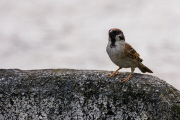 closeup shot of a common house sparow