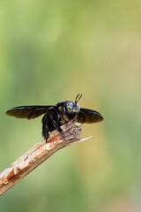 closeup shot of a carpenter bee