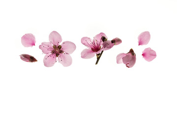 peach flowers and buds isolated on white background with copy space