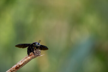 closeup shot of a carpenter bee