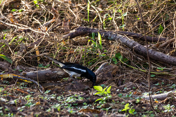 closeup shot of a oriental magpie robin
