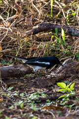 closeup shot of a oriental magpie robin