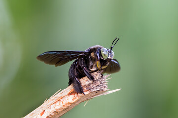closeup shot of a carpenter bee