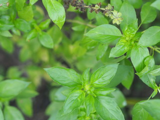 Thai sweet basil or horapha light green with flower wide leaves while, purple stems, flowers and spear like leaves