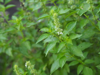 Thai sweet basil or horapha light green with flower wide leaves while, purple stems, flowers and spear like leaves