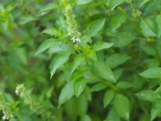 Thai sweet basil or horapha light green with flower wide leaves while, purple stems, flowers and spear like leaves