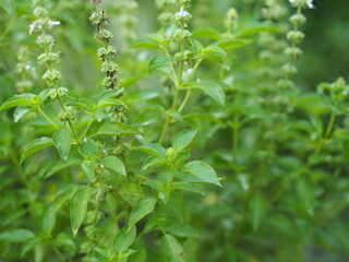 Fototapeta na wymiar close up of herbs