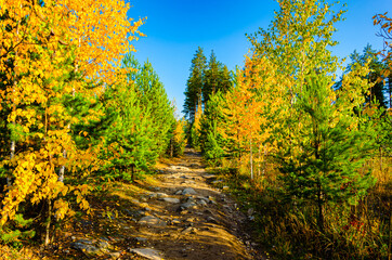 Fototapeta premium Road in the autumn forest.
