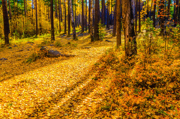 Obraz premium Many yellow leaves on the ground in the autumn forest.