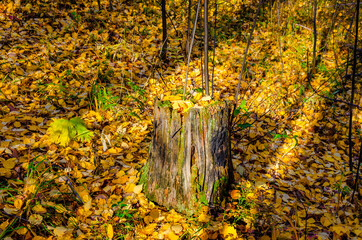 An old tree stump in the forest among yellow leaves.