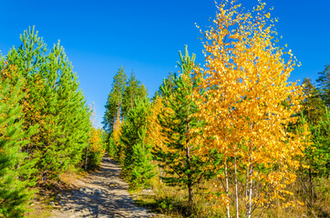 Fototapeta na wymiar Road in the autumn forest.