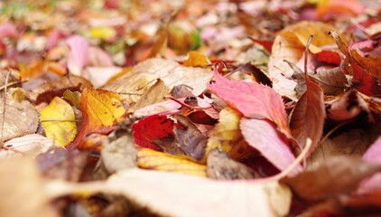 紅葉