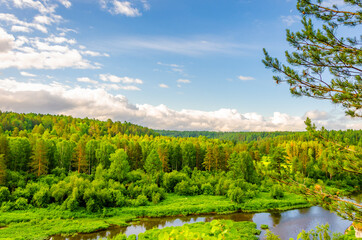 Obraz na płótnie Canvas Pine forest on a summer day.