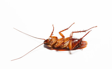Close up Cockroaches isolated on white background