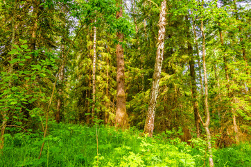 Fototapeta na wymiar Green forest with pine trees in summer.