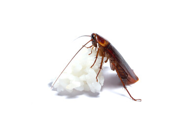 Close up Cockroaches isolated on white background